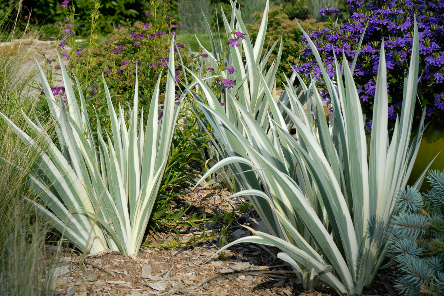 White Dalmatian Iris